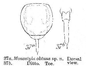 Murray, J (1913): Journal of the Royal Microscopical Society 33 p.357, pl.15, fig.37